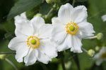 Refill for mikado 200ml White Flowers Navulling