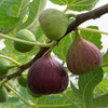 Refill Navulling 200ml Fig & Citrus