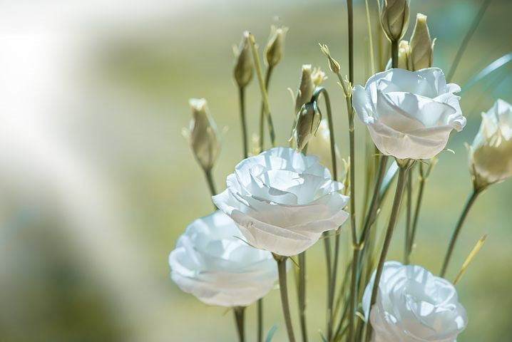Mikado Reed diffuser White Flowers 100ml Geurstokjes